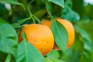 Barockgarten Großsedlitz Orangerie