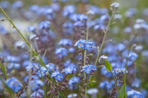 Barockgarten Großsedlitz