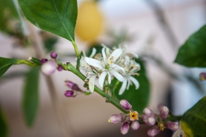 Barockgarten Großsedlitz Orangerie