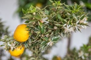 Barockgarten Großsedlitz Orangerie