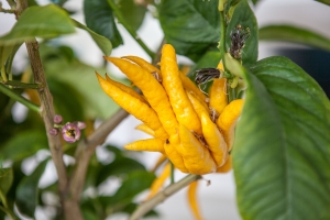 Barockgarten Großsedlitz Orangerie