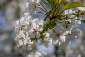 Kirschblüte