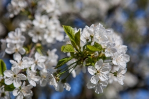 Kirschblüte