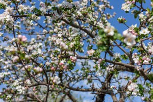 Apfelblüte