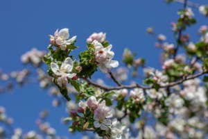 Apfelblüte